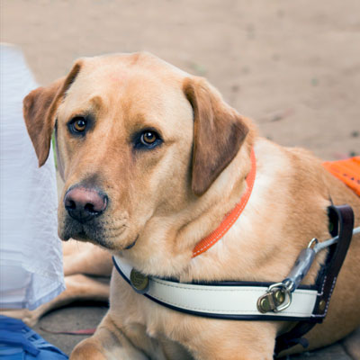 Photo of Guide Dog Nixon lying down in harness. He is gazing into the camera -always watching!