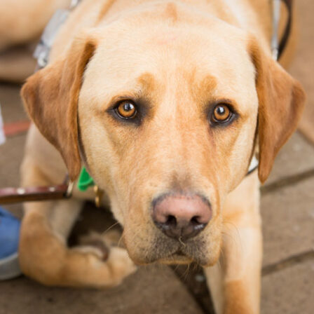 Guide Dog Nixon, looking curiously at the camera. He is always watching! Nixon, a golden Labrador stares intently into the camera, as he lies in harness next to his Handler, Nina Smith (TravelPaws Founder & Director). Nina is visible only by blue sneakers and the hemline of her white skirt.