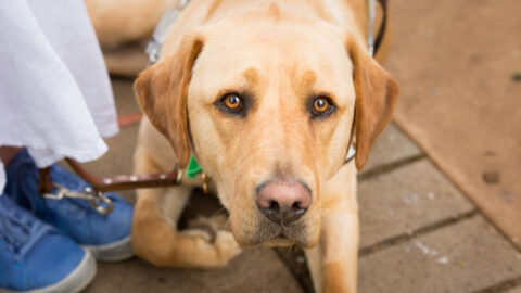 Guide Dog Nixon, looking curiously at the camera. He is always watching! Nixon, a golden Labrador stares intently into the camera, as he lies in harness next to his Handler, Nina Smith (TravelPaws Founder & Director). Nina is visible only by blue sneakers and the hemline of her white skirt.