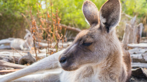 A kangaroo resting on its side in sparse Australian bushland. The background shows another resting kangaroo lying amongst tree logs scattered across the ground.