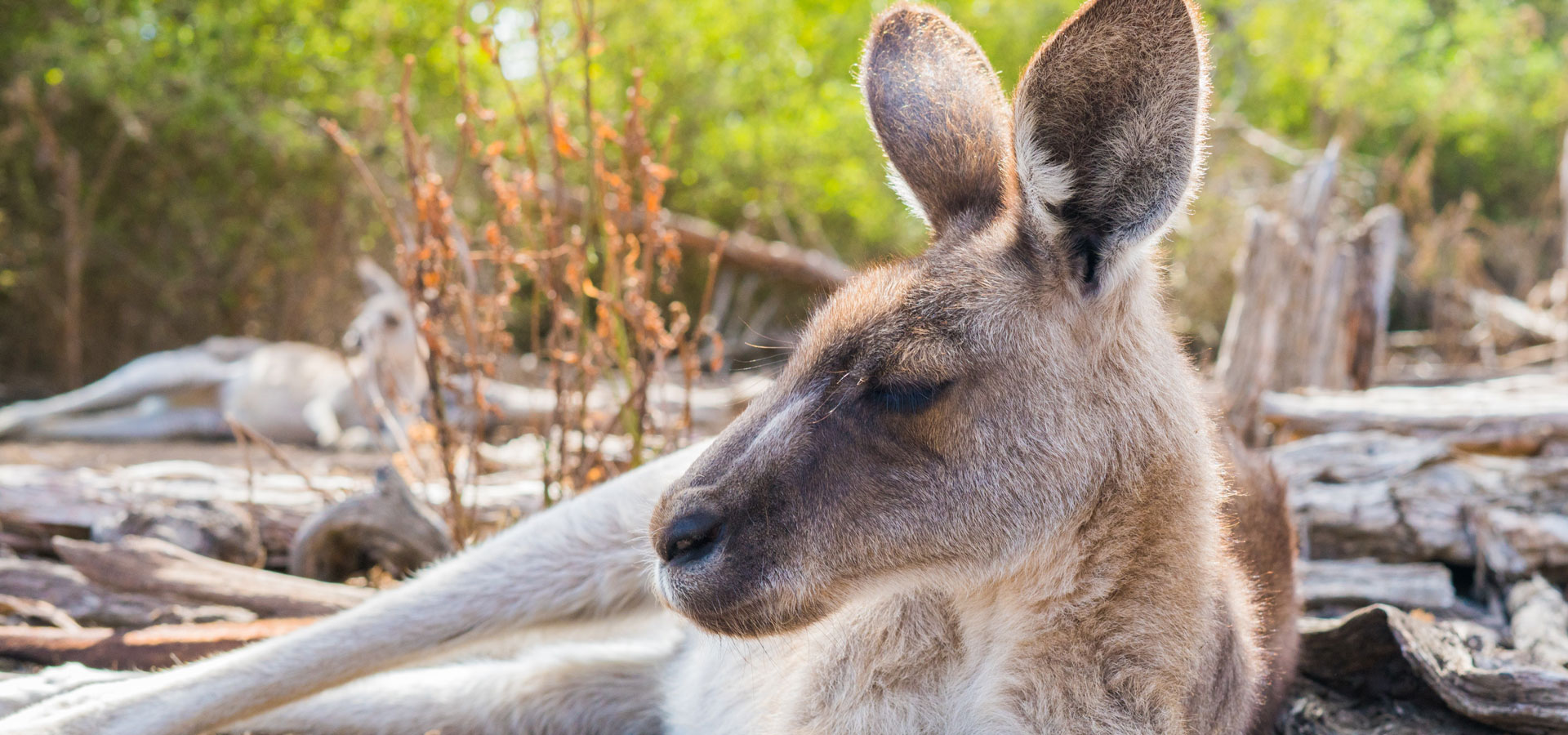 A kangaroo resting on its side in sparse Australian bushland. The background shows another resting kangaroo lying amongst tree logs scattered across the ground.