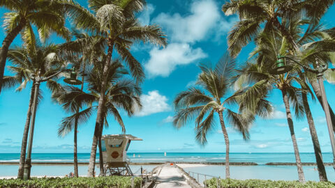 Palm trees hugging the shoreline showing a path leading to a break-wall that separates the calm water from the ocean. A lifeguard tower stands to the left of the path overlooking breaking waves in the distance.