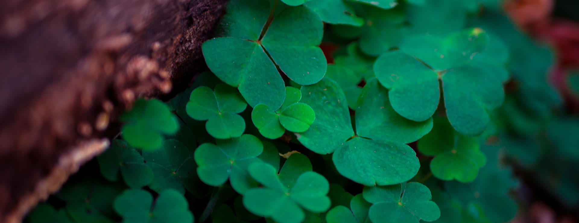 A display of several evergreen clovers against a dark background with hints of soft droplets of dew.