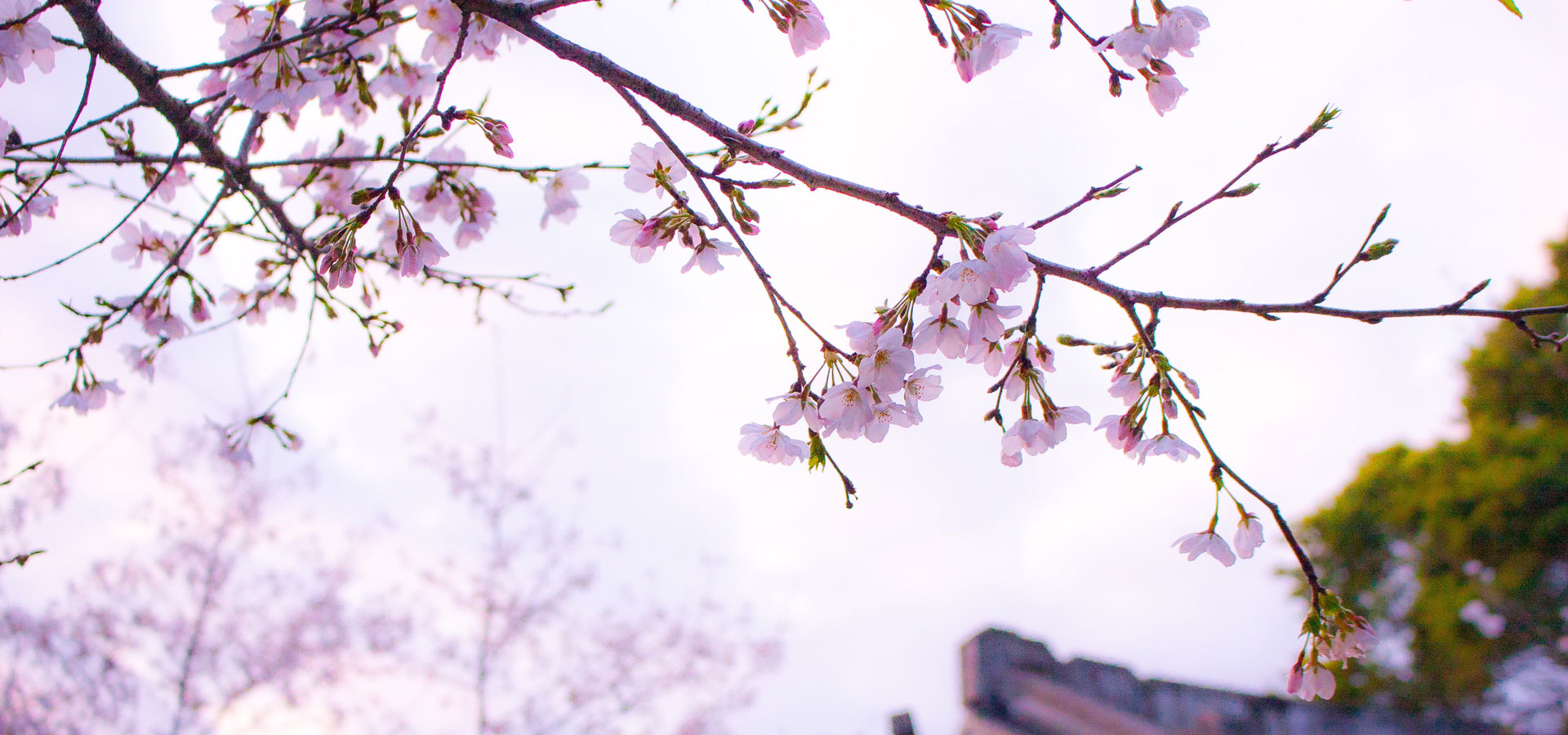 Cherry blossom tree