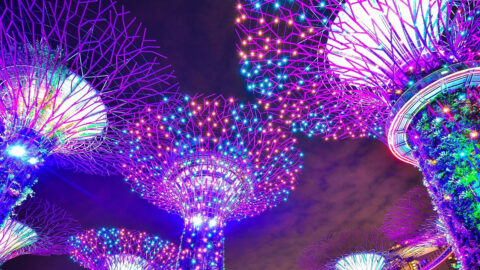 Large trees with multicoloured lights