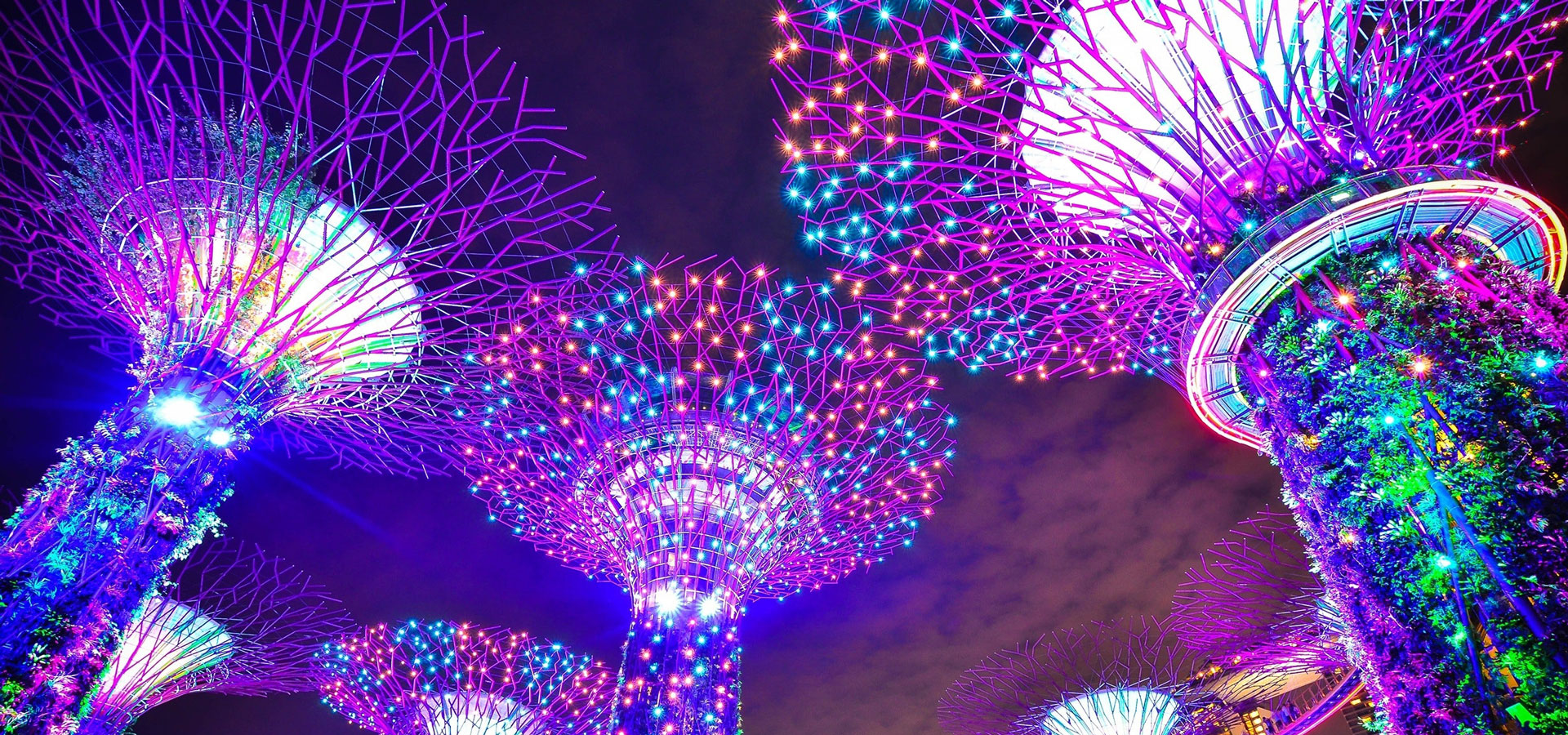 Large trees with multicoloured lights