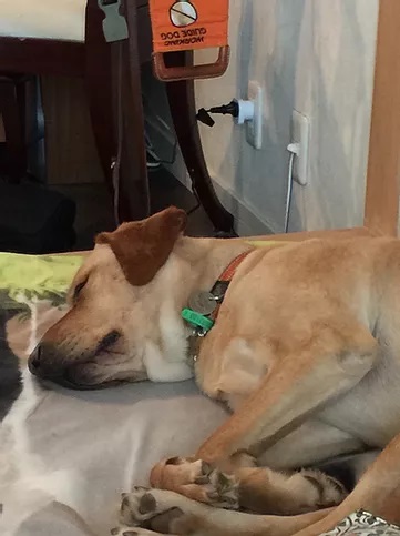 Guide Dog Nixon asleep on a blanket