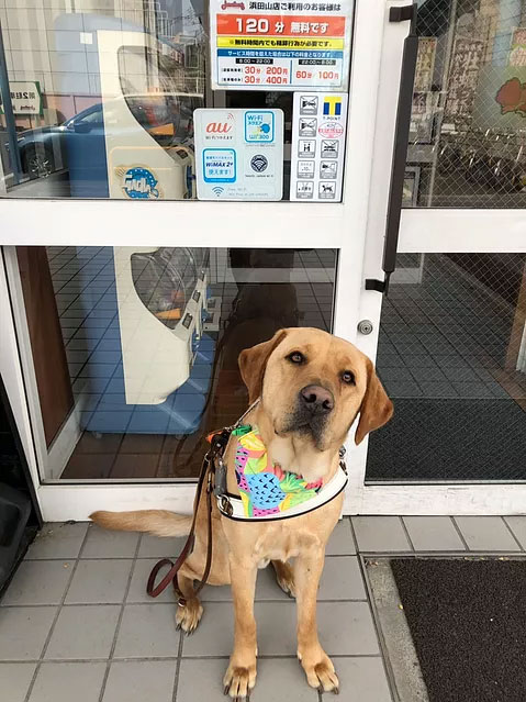 Guide Dog Nixon sitting in harness in front of a Japanese cafe with Assistance Dog Access Law signage