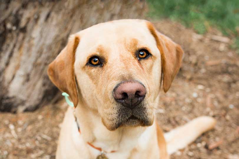 Nixon, a golden Labrador, stares into the camera with his head slightly cocked to one side