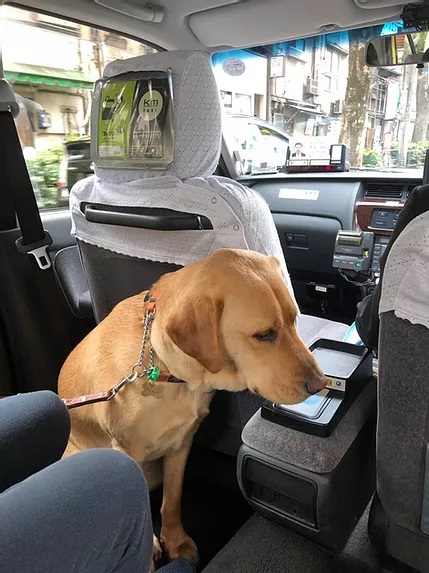 Guide Dog Nixon (A palomino coloured Labrador) sitting in the rear of taxi on the left facing the right back seat. The front left seat is moved forward so there is plenty of room (I took his harness off in this photo but there was plenty of room to leave it on). My feet are in the left footwell because of the other passenger.