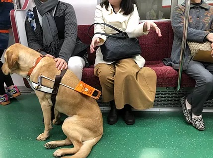 Nixon attentively sitting by Nina's feet on the train