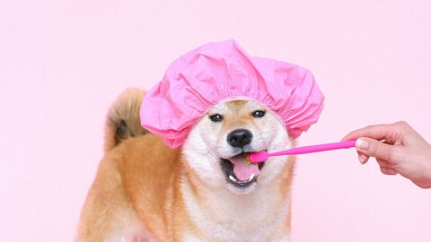 A white and brown Shiba Inu Dog wearing a bright pink shower cap opens his mouth as he has his teeth cleaned with a matching pink toothbrush.