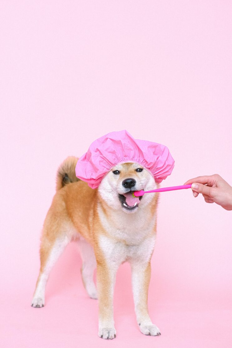 Dog in a pink shower cap having its teeth brushed with a human toothbrush