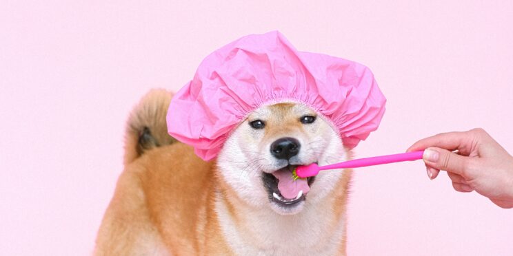 A white and brown Shiba Inu Dog wearing a bright pink shower cap opens his mouth as he has his teeth cleaned with a matching pink toothbrush.