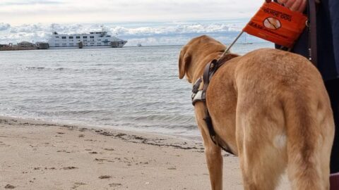 Guide Dog Nixon, a golden Labrador, stands with his Handler, Nina Smith (TravelPaws Founder and Director), at the water’s edge of a beach. Nixon, wearing his identifying harness, is looking out toward the ocean at a ferry in the distance. Nina is visible only by her black leggings and the bottom of her blue coat.