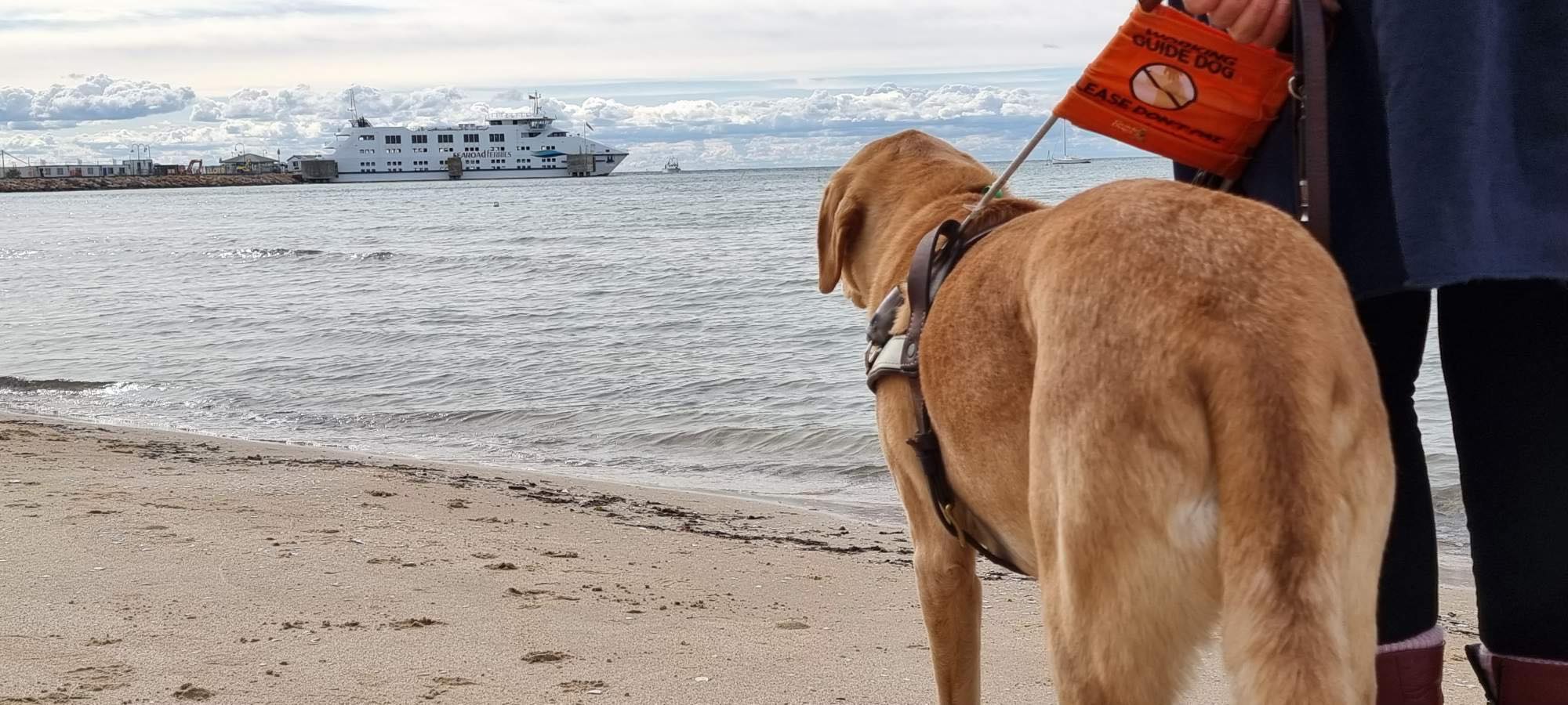 Guide Dog Nixon, a golden Labrador, stands with his Handler, Nina Smith (TravelPaws Founder and Director), at the water’s edge of a beach. Nixon, wearing his identifying harness, is looking out toward the ocean at a ferry in the distance. Nina is visible only by her black leggings and the bottom of her blue coat.