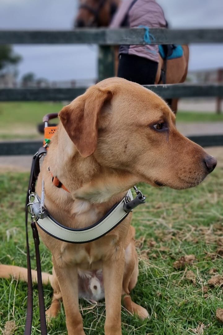 Guide Dog Nixon sits in a grassy paddock wearing his identifying harness. Nixon, a golden Labrador, looks worriedly over his left shoulder at Nina who stands next to a tall brown horse in her pink jacket and riding helmet.