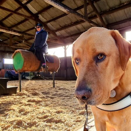 Inside a large corrugated iron shed, Guide Dog Nixon, a golden Labrador, sits looking into the camera whilst wearing his identifying harness. In the background of the image, Nina sits in a saddle atop a vaulting barrel wearing a long navy coat and riding helmet. The ground is covered with loose hay.
