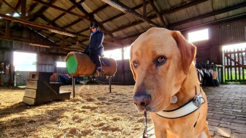 Inside a large corrugated iron shed, Guide Dog Nixon, a golden Labrador, sits looking into the camera whilst wearing his identifying harness. In the background of the image, Nina sits in a saddle atop a vaulting barrel wearing a long navy coat and riding helmet. The ground is covered with loose hay.