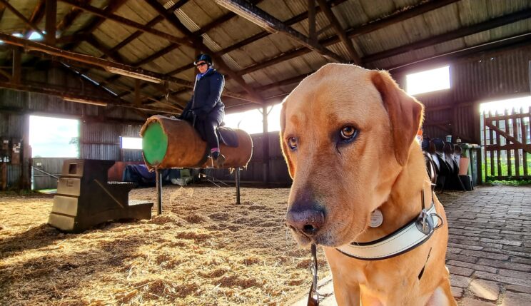 Inside a large corrugated iron shed, Guide Dog Nixon, a golden Labrador, sits looking into the camera whilst wearing his identifying harness. In the background of the image, Nina sits in a saddle atop a vaulting barrel wearing a long navy coat and riding helmet. The ground is covered with loose hay.