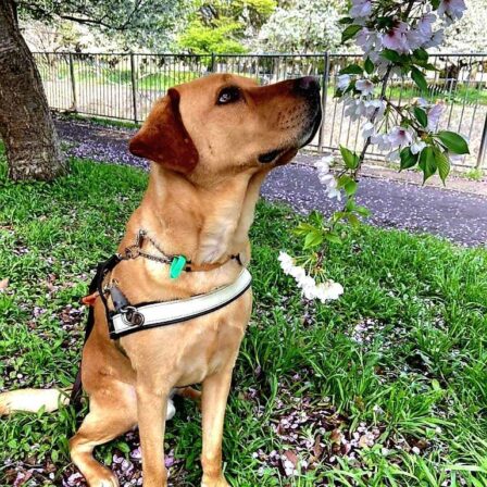 Assistance Dog Nixon, a golden Labrador, sits on grass wearing his identifying harness. Nixon sniffs at a cherry blossom branch that reaches down from above.
