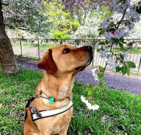 Assistance Dog Nixon, a golden Labrador, sits on grass wearing his identifying harness. Nixon sniffs at a cherry blossom branch that reaches down from above.