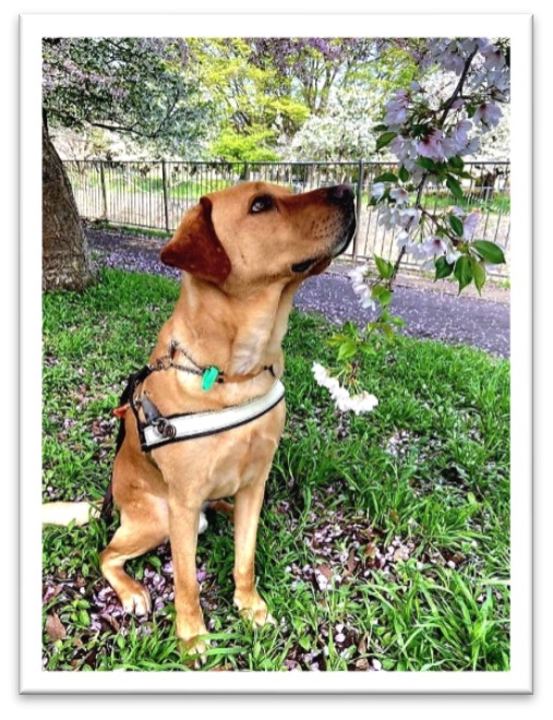 Assistance Dog Nixon, a golden Labrador, sits on grass wearing his identifying harness. He sniffs at a cherry blossom branch that reaches down from above him.