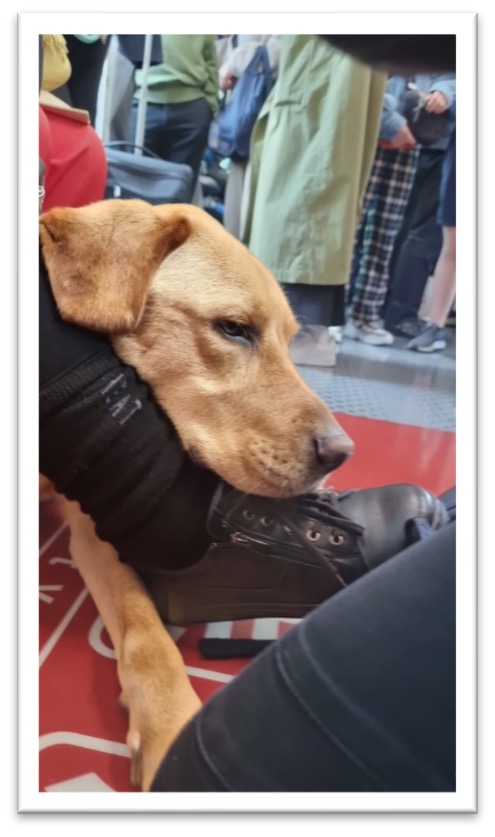 Assistance Dog Nixon, a golden Labrador, sits obediently between Handler Nina's feet whilst utilising public transport.