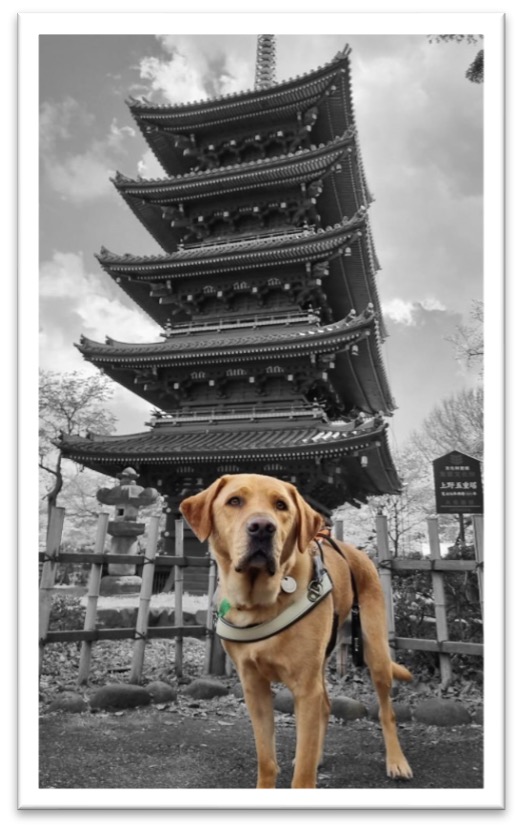 Assistance Dog Nixon, a golden Labrador, stands in his identifying harness in the foreground of the image. Behind him is the Jindaiji Temple. Nixon is in colour whilst the rest of the image is black and white.