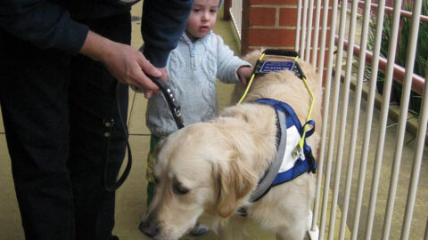 Photo of white Golden Retriever Seeing Eye Dog Leo in his blue and white harness being patted by young Julian under the reassuring gaze of his father, Sven. Sven is holding Leo's lead while the harness handle lies on Leo's back. Young Julian is in a light blue knitted jumper and a particularly cute light blue beanie.