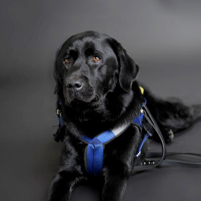 Photo of Seeing Eye Dog Walter, lying in harness looking particularly gorgeous