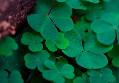 A display of several evergreen clovers against a dark background with hints of soft droplets of dew.